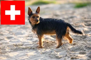 Lees meer over het artikel Australian Terrier fokkers en puppies in Zwitserland