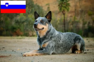 Lees meer over het artikel Australische Runderhondenfokkers en puppy’s in Slovenië