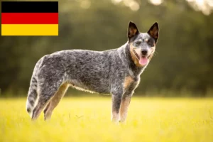 Lees meer over het artikel Australische Runderhondenfokkers en puppy’s in Duitsland