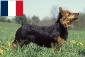 Lees meer over het artikel Australian Terrier fokkers en puppies in Frankrijk