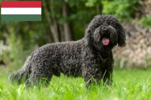 Lees meer over het artikel Barbet fokkers en pups in Hongarije