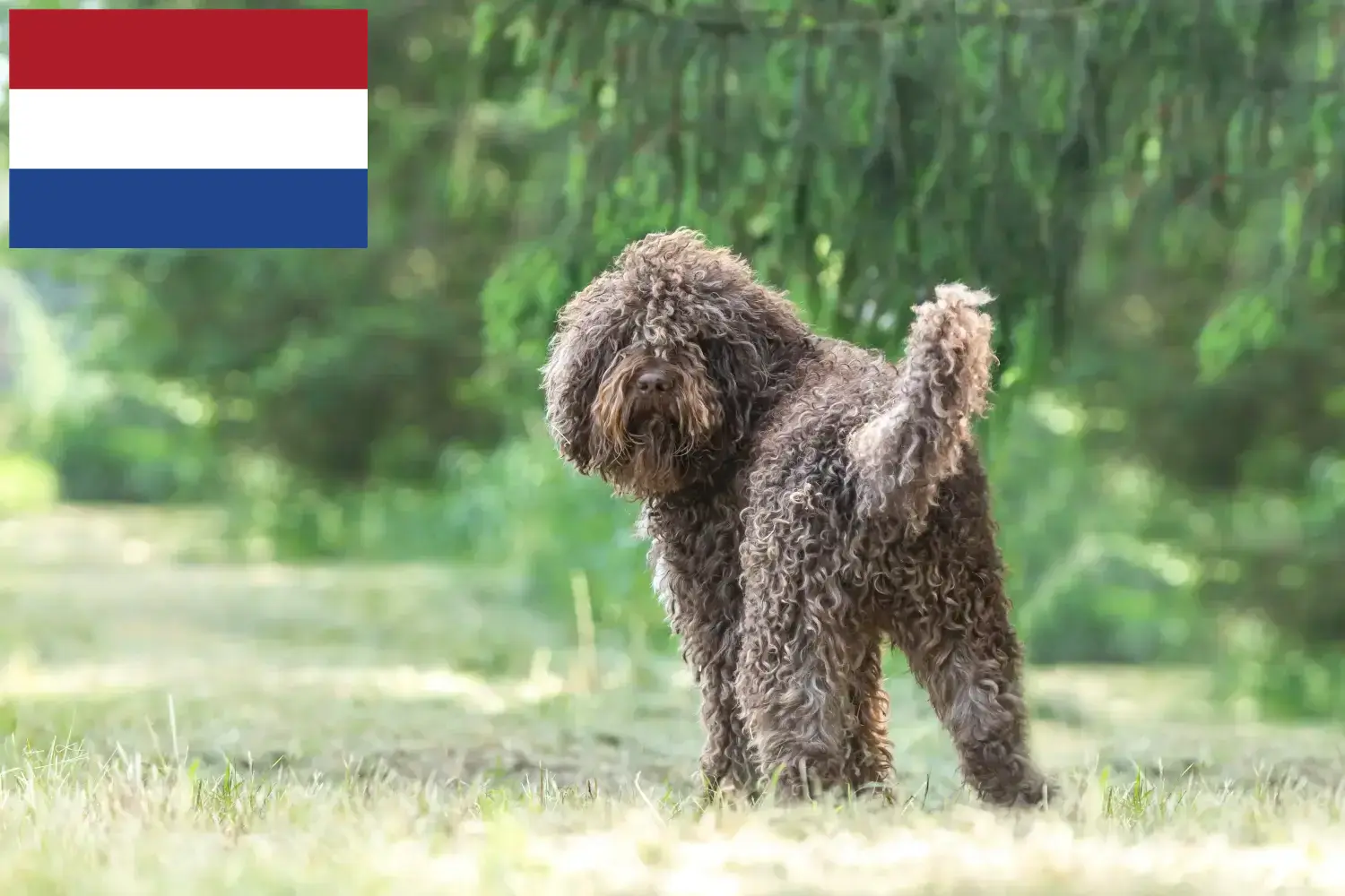 Lees meer over het artikel Barbet fokkers en pups in Nederland