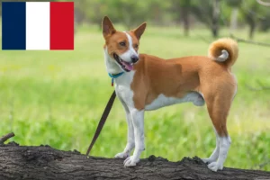 Lees meer over het artikel Basenji fokkers en pups in Frankrijk