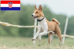 Lees meer over het artikel Basenji fokkers en pups in Kroatië