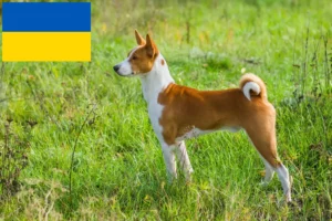 Lees meer over het artikel Basenji fokkers en pups in Oekraïne