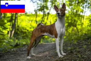 Lees meer over het artikel Basenji fokkers en pups in Slovenië