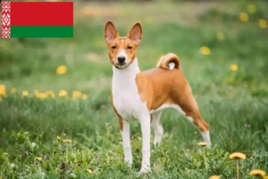 Lees meer over het artikel Basenji fokkers en pups in Wit-Rusland