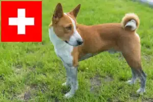 Lees meer over het artikel Basenji fokkers en pups in Zwitserland