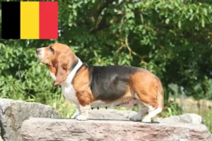 Lees meer over het artikel Basset Hound fokkers en pups in België