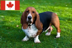 Lees meer over het artikel Basset Hound fokkers en pups in Canada