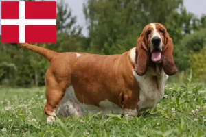 Lees meer over het artikel Basset Hound fokkers en pups in Denemarken