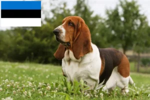 Lees meer over het artikel Basset Hound fokkers en pups in Estland