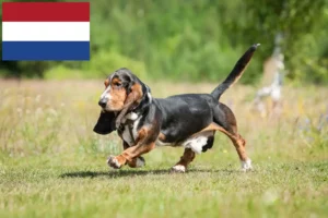 Lees meer over het artikel Basset Hound fokkers en pups in Nederland