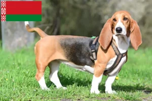 Lees meer over het artikel Basset Hound fokkers en pups in Wit-Rusland