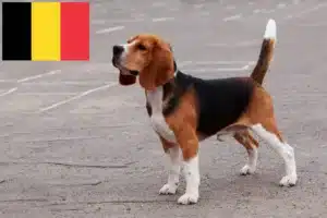 Lees meer over het artikel Beagle fokkers en puppies in België