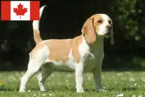 Lees meer over het artikel Beagle fokkers en puppy’s in Canada