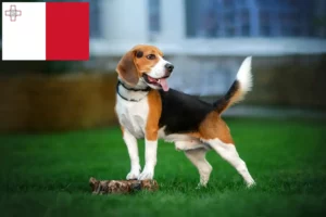 Lees meer over het artikel Beagle fokkers en puppy’s in Malta