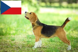 Lees meer over het artikel Beagle fokkers en puppy’s in Tsjechië