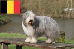 Lees meer over het artikel Bearded Collie fokkers en pups in België