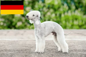 Lees meer over het artikel Bedlington Terrier fokkers en puppies in Duitsland