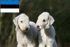 Lees meer over het artikel Bedlington Terrier fokkers en pups in Estland