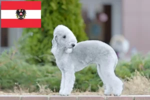 Lees meer over het artikel Bedlington Terrier fokkers en pups in Oostenrijk