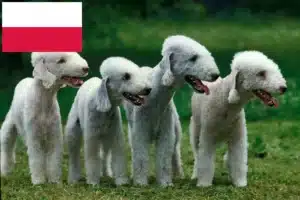 Lees meer over het artikel Bedlington Terrier fokkers en pups in Polen