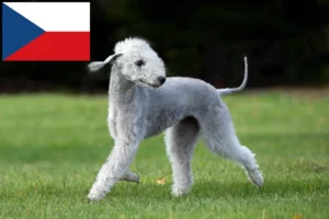 Lees meer over het artikel Bedlington Terrier fokkers en puppies in Tsjechië