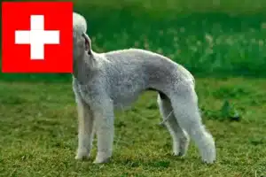 Lees meer over het artikel Bedlington Terrier fokkers en pups in Zwitserland