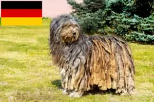 Lees meer over het artikel Bergamasco Herdershond Fokkers en Puppies in Duitsland