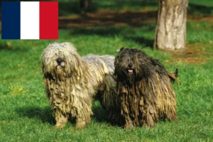 Lees meer over het artikel Bergamasco Herdershond Fokker en Puppies in Frankrijk