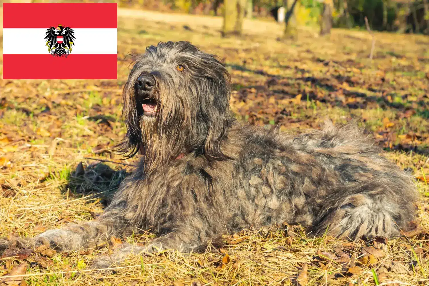 Lees meer over het artikel Bergamasco Herdershond Fokkers en Puppies in Oostenrijk