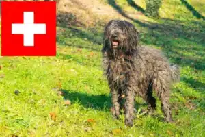 Lees meer over het artikel Bergamasco Herdershond Fokkers en Puppies in Zwitserland
