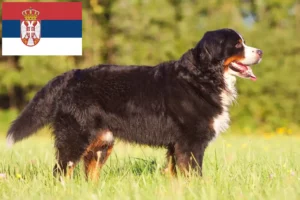 Lees meer over het artikel Berner Sennenhondenfokker en Puppies in Servië