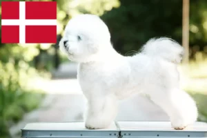 Lees meer over het artikel Bichon Frisé fokkers en pups in Denemarken