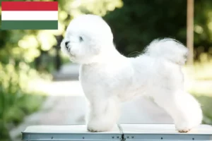 Lees meer over het artikel Bichon Frisé fokkers en pups in Hongarije