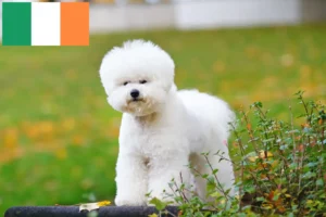 Lees meer over het artikel Bichon Frisé fokkers en pups in Ierland