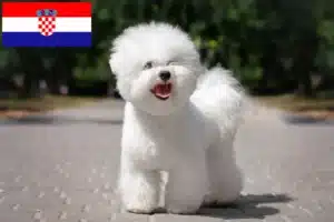 Lees meer over het artikel Bichon Frisé fokkers en pups in Kroatië