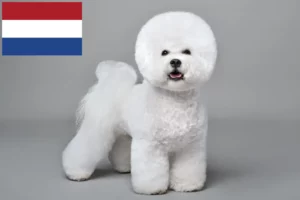 Lees meer over het artikel Bichon Frisé fokkers en pups in Nederland