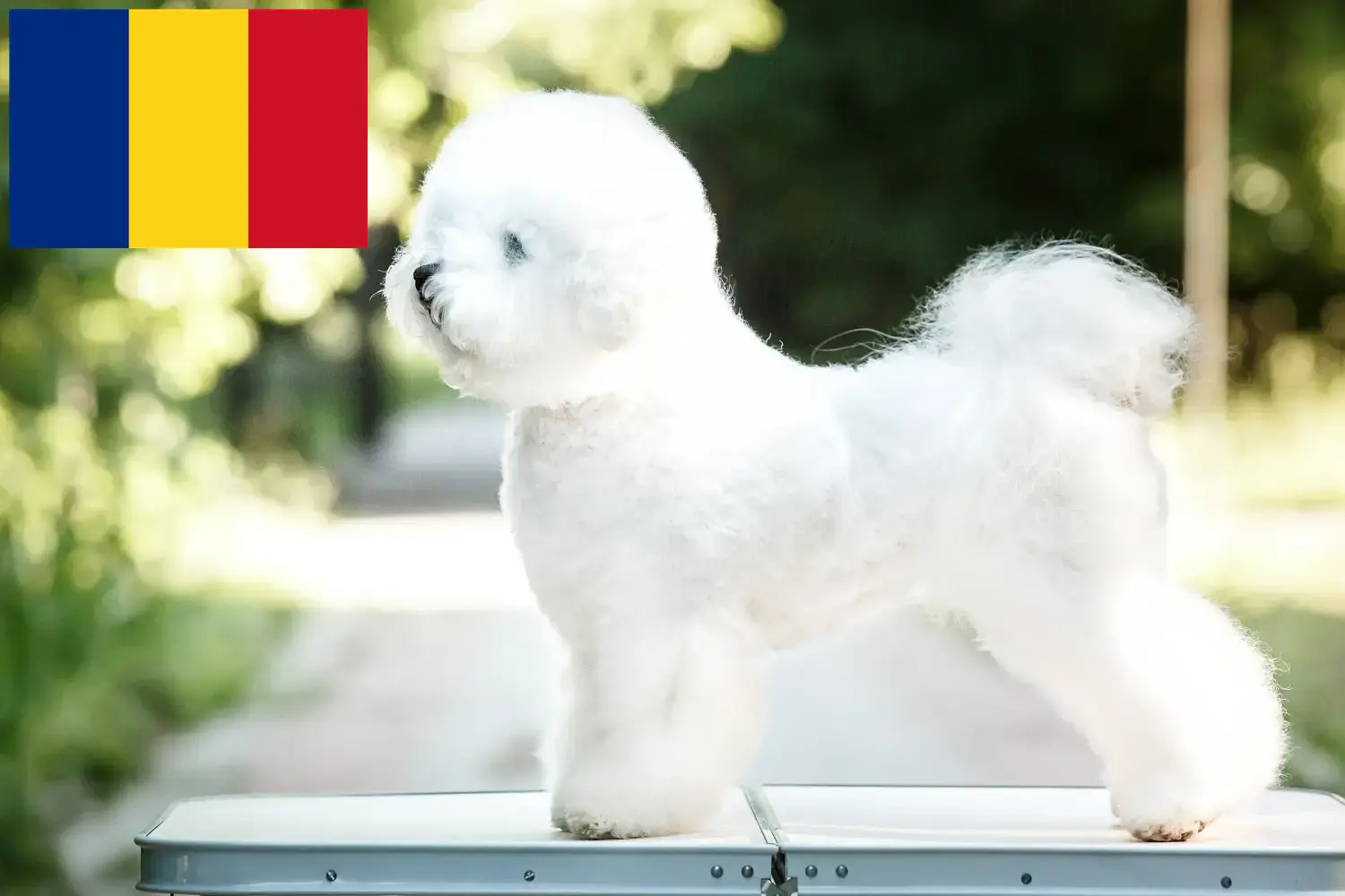 Lees meer over het artikel Bichon Frisé fokkers en pups in Roemenië