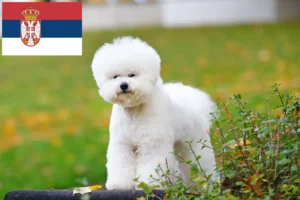 Lees meer over het artikel Bichon Frisé fokkers en pups in Servië