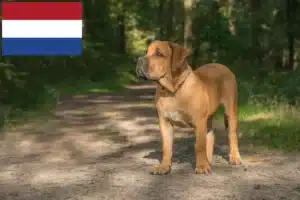 Lees meer over het artikel Boerboel fokkers en puppies in Nederland