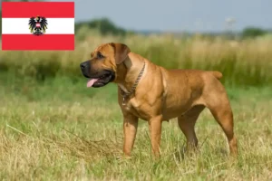 Lees meer over het artikel Boerboel fokkers en pups in Oostenrijk