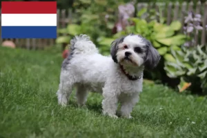 Lees meer over het artikel Bolonka Zwetna fokkers en pups in Nederland