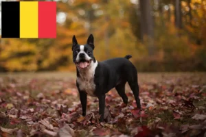 Lees meer over het artikel Boston Terrier fokkers en pups in België