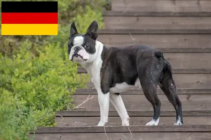 Lees meer over het artikel Boston Terrier fokkers en puppies in Duitsland