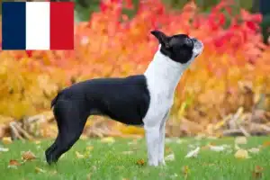 Lees meer over het artikel Boston Terrier fokkers en puppies in Frankrijk