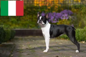 Lees meer over het artikel Boston Terrier fokkers en puppies in Italië