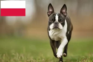 Lees meer over het artikel Boston Terrier fokkers en pups in Polen