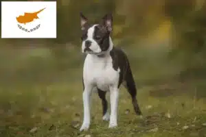 Lees meer over het artikel Boston Terrier fokkers en pups in Cyprus